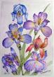 Aqua-Iris
