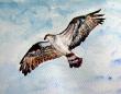 balbuzzard   détail