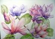 Les fleurs du Magnolia