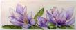 Magnoliaqua 2