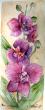 Mini orchidée 1