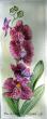 Mini orchidée 2