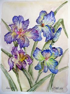 Aqua Iris 2