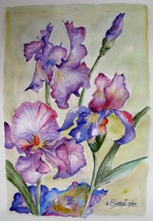 Iris