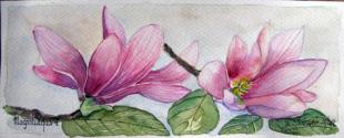 Magnoliaqua 1