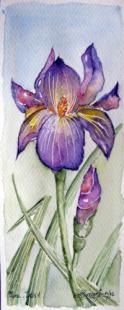 Mini Iris 1