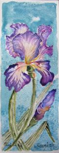 Mini Iris 2