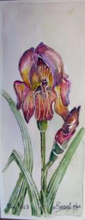 Mini Iris 3