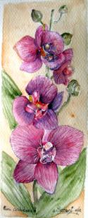 Mini orchidée 1